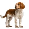 Myfamily Springer Spaniel IDtag Myfamily Springer Spaniel IDtag