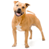Myfamily Staffordshire Bull terrier IDtag Myfamily Staffordshire Bull terrier IDtag