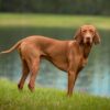 Myfamily Ungarsk vizsla IDtag Myfamily Ungarsk vizsla IDtag