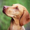 Myfamily Ungarsk vizsla IDtag Myfamily Ungarsk vizsla IDtag