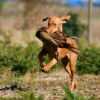 Myfamily Ungarsk vizsla IDtag Myfamily Ungarsk vizsla IDtag