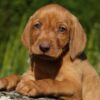 Myfamily Ungarsk vizsla IDtag Myfamily Ungarsk vizsla IDtag