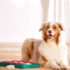 Nina Ottosson Dog Brick Aktivitetsleke Nina Ottosson Dog Brick Aktivitetsleke