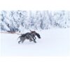 Non-Stop Dogwear Bungee Leash Double - Kjørestrikk med hanefot Non-Stop Dogwear Bungee Leash Double - Kjørestrikk med hanefot