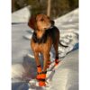 Non-Stop Dogwear Contact Bootie High Høye Potesokker Hund 4pk Non-Stop Dogwear Contact Bootie High Høye Potesokker Hund 4pk