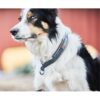 Non-Stop Dogwear Cruise Collar Hundehalsbånd Non-Stop Dogwear Cruise Collar Hundehalsbånd