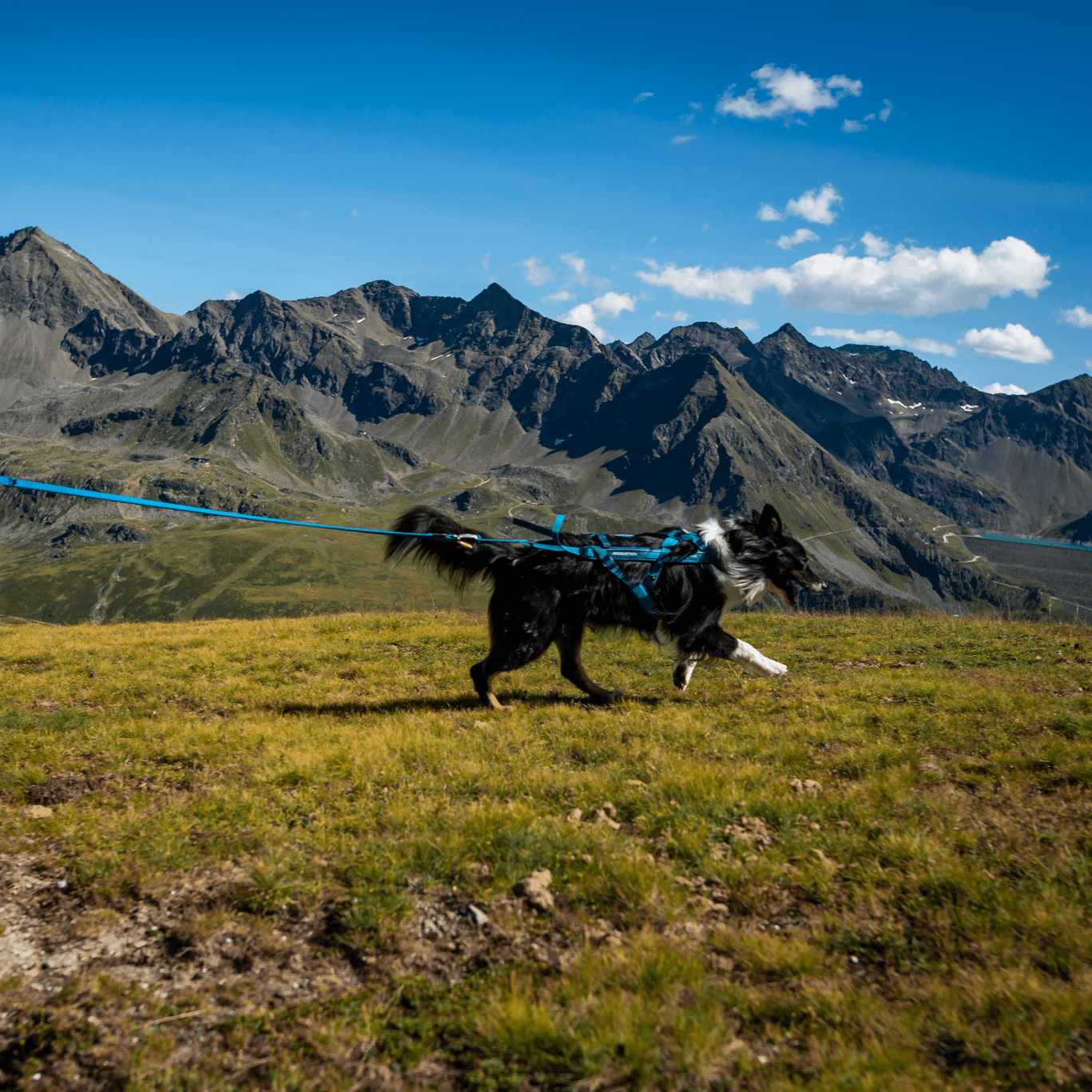 Non-Stop Freemotion Harness 5.0 Trekksele Teal