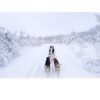 Non-Stop Dogwear Nansen Stick Harness - Pinnesele til hund Non-Stop Dogwear Nansen Stick Harness - Pinnesele til hund