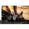 Non-Stop Dogwear Roam Collar - Polstret Hundehalsbånd Non-Stop Dogwear Roam Collar - Polstret Hundehalsbånd