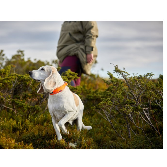 Non-Stop Dogwear Safe Collar Sikkert Hundehalsbånd Non-Stop Dogwear Safe Collar Sikkert Hundehalsbånd