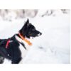 Non-Stop Dogwear Safe Collar Sikkert Hundehalsbånd Non-Stop Dogwear Safe Collar Sikkert Hundehalsbånd
