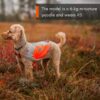 Non-Stop Dogwear Refleksdekken Refleksvest Hund Non-Stop Dogwear Refleksdekken Refleksvest Hund