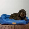 Ozami Saga hundeseng Ozami Saga hundeseng