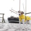 Trixie Vimy Rain Coat Regndekken Hundekken Trixie Vimy Rain Coat Regndekken Hundekken
