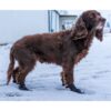 Potesokk hund-Langdistanse sokk hund Potesokk hund-Langdistanse sokk hund