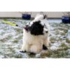 Potesokk hund-Langdistanse sokk hund Potesokk hund-Langdistanse sokk hund