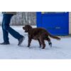 Potesokk hund-Langdistanse sokk hund Potesokk hund-Langdistanse sokk hund