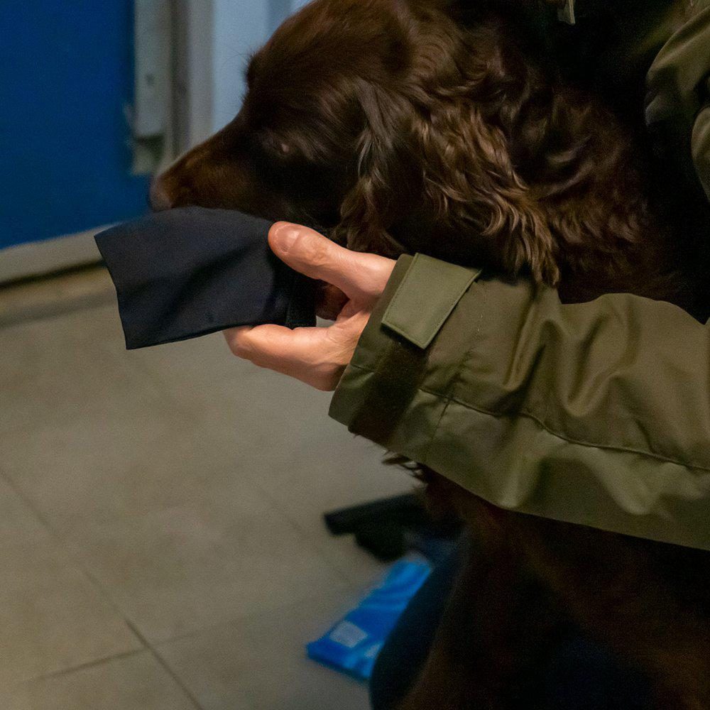 Potesokk hund-Langdistanse sokk hund