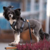 Seleverkstedet Comfort dog harness Seleverkstedet Comfort dog harness