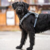 Seleverkstedet Comfort dog harness Seleverkstedet Comfort dog harness