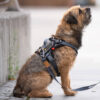 Seleverkstedet Comfort dog harness Seleverkstedet Comfort dog harness