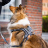 Seleverkstedet Comfort dog harness Seleverkstedet Comfort dog harness