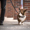 Seleverkstedet Link Dog lead Seleverkstedet Link Dog lead