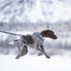 Seleverkstedet Trekreg dog harness Seleverkstedet Trekreg dog harness