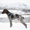 Seleverkstedet Trekreg dog harness Seleverkstedet Trekreg dog harness