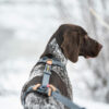 Seleverkstedet Trekreg dog harness Seleverkstedet Trekreg dog harness