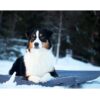 Bia Outdoor Hundemadrass Bia Outdoor Hundemadrass