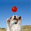 BIONIC Ball - Hundeleken som varer BIONIC Ball - Hundeleken som varer