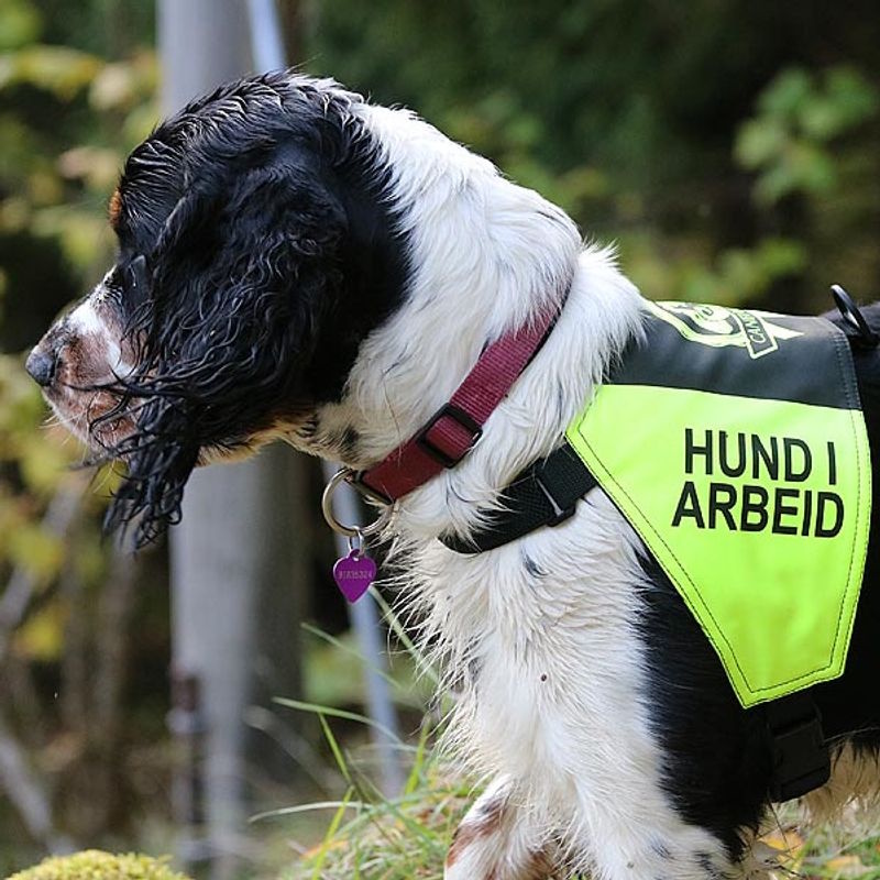 Canelana Markeringsdekken med tekst Hund i Arbeid
