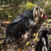 Companion ECO-life hundedekken Companion ECO-life hundedekken
