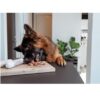 Companion+ FEAST hundepølse 350gram - Hjort Companion+ FEAST hundepølse 350gram - Hjort