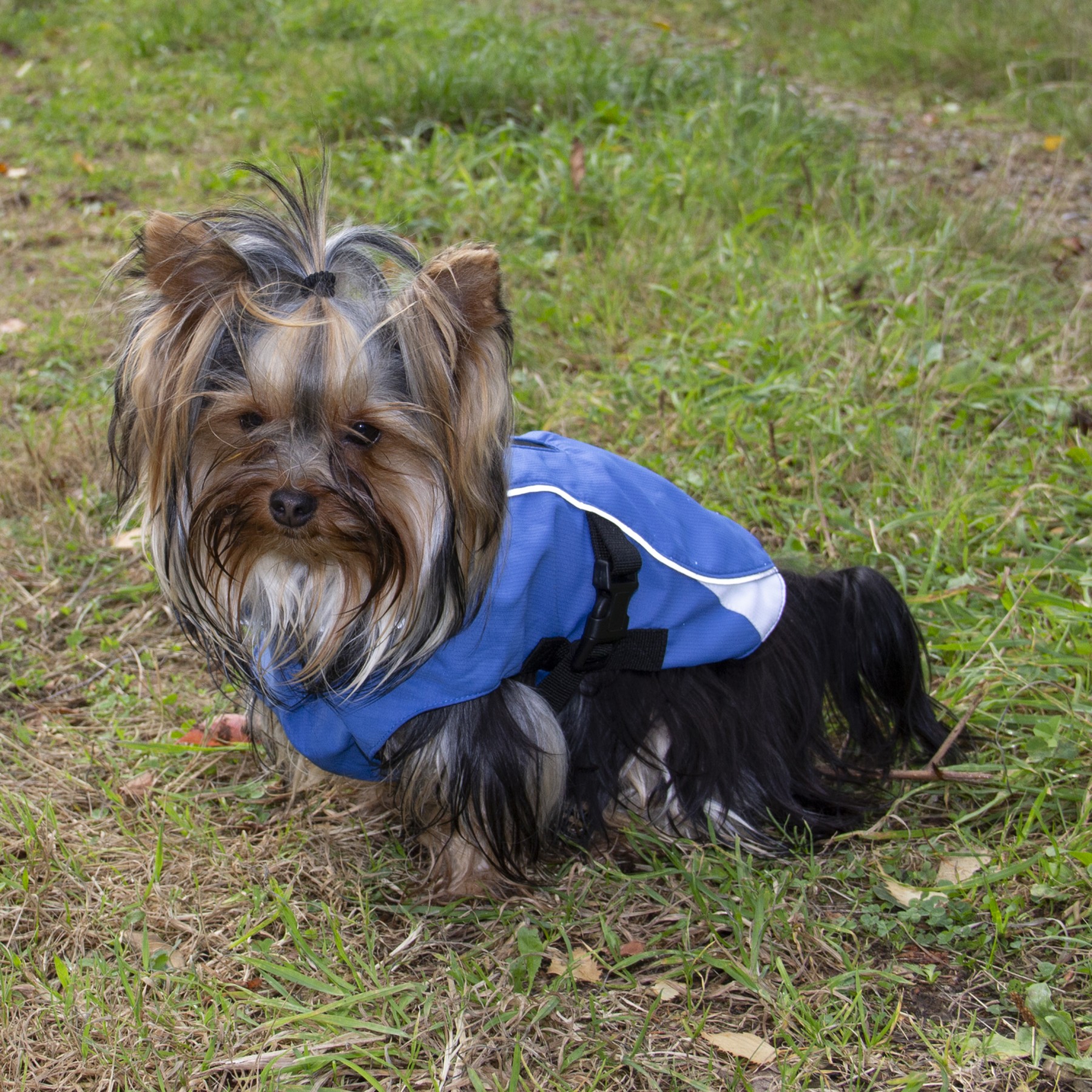 Companion Vind- og vanntett hundedekken