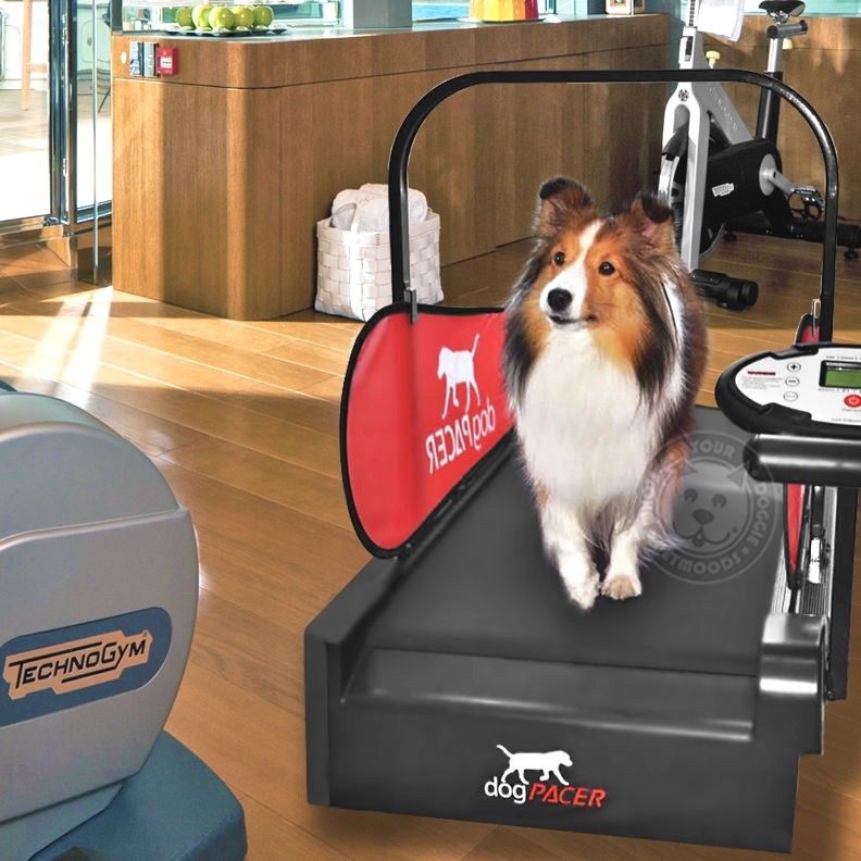 DogPACER MINI tredemølle
