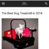 DogPACER MINI tredemølle DogPACER MINI tredemølle