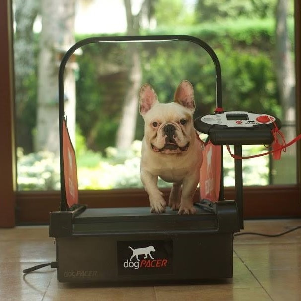 DogPACER MINI tredemølle