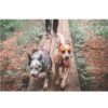 Non-Stop Dogwear Touring Double Hanefot til to hunder Non-Stop Dogwear Touring Double Hanefot til to hunder