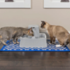 Petsafe drinkwell drikkefontene 7,5L Petsafe drinkwell drikkefontene 7,5L