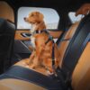 Ezydog Isofix sikkerhetsbelte bilbelte Ezydog Isofix sikkerhetsbelte bilbelte