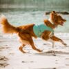 Hurtta Cooling Wrap - Kjølevest til hund Hurtta Cooling Wrap - Kjølevest til hund