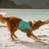 Hurtta Cooling Wrap - Kjølevest til hund Hurtta Cooling Wrap - Kjølevest til hund