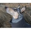 Hurtta Extreme Overall Vinterdekken Hund Hurtta Extreme Overall Vinterdekken Hund