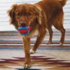 Kong Jaxx Brights belønnings ball med lyd Kong Jaxx Brights belønnings ball med lyd