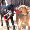 Kong Tug draleke til hund Kong Tug draleke til hund