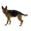 Kruuse Rehab Vektmansjetter Styrketrening Fysioterapi Hund Kruuse Rehab Vektmansjetter Styrketrening Fysioterapi Hund
