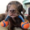 Chuckit! drakamp baller med stropp Chuckit! drakamp baller med stropp