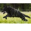 Non-Stop Dogwear Line Harness Long WD Lang Hundesele Non-Stop Dogwear Line Harness Long WD Lang Hundesele